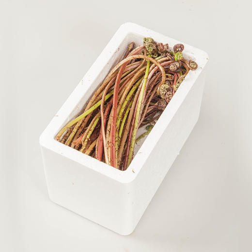 【东北新鲜猴腿菜】新鲜猴腿菜1斤东北山野菜紫蕨菜蘸酱菜 商品图3