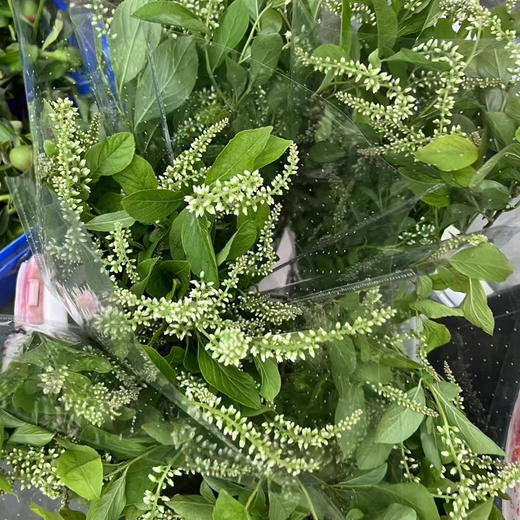 配花配草鼠刺一扎 商品图1