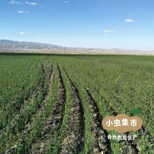 生态红光头宽面 200g/袋 I 合作农友生产，产自甘肃武威古浪，生产者：尹发华 &【公平贸易农人定价】 商品图9