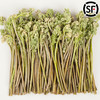 【东北新鲜蕨菜】新鲜蕨菜东北山野菜蘸酱菜 商品缩略图0