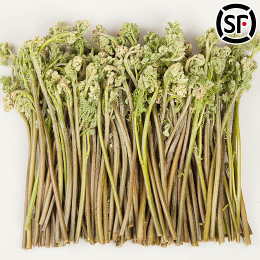 【东北新鲜蕨菜】新鲜蕨菜东北山野菜蘸酱菜 商品图0