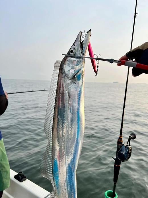 舟山本港野生小眼睛钓带21.8约1.5斤4-5条／，明天到 商品图1