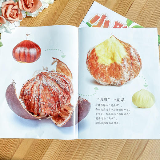 【杂志】《小聪仔》自然科普杂志2026年刊订阅（科普版、幼儿版） 商品图2