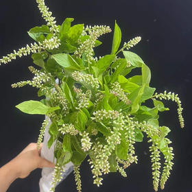 配花配草鼠刺一扎