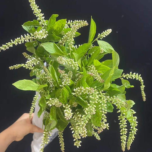 配花配草鼠刺一扎 商品图0
