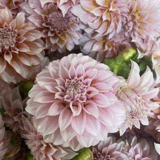 配花-大丽花-本地奶油桃子-5支 商品图1