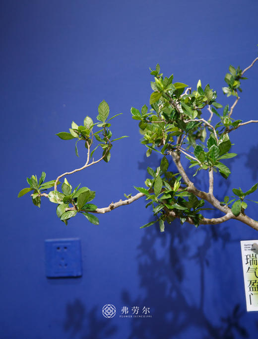 海岛栀子花⑤ 商品图1