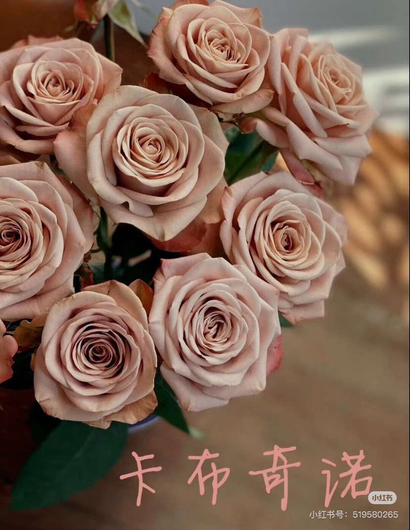 预售8号到货 精品卡布奇诺玫瑰一扎10支 支长50厘米