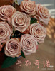 预售8号到货 精品卡布奇诺玫瑰一扎10支 支长50厘米 商品缩略图0