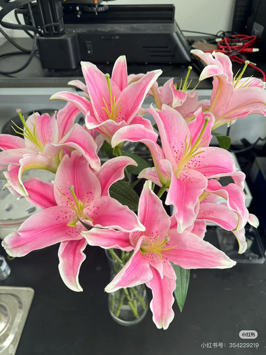 预售15号到货索尔邦百合 双头一扎5支。10个花苞。长60厘米 开放度2-3度。 商品图0