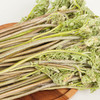 【东北新鲜蕨菜】新鲜蕨菜东北山野菜蘸酱菜 商品缩略图1