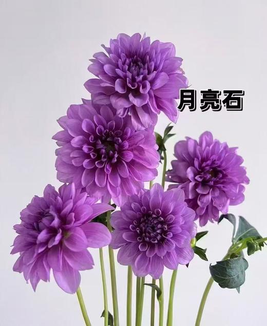 配花 | 大丽花月亮石 商品图0