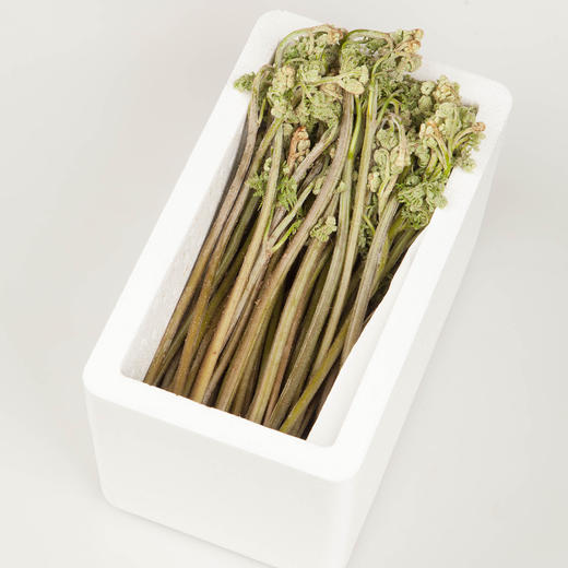 【东北新鲜蕨菜】新鲜蕨菜东北山野菜蘸酱菜 商品图2
