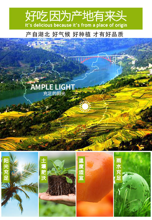 【秒杀】鱼腥草（又名：折耳根）1斤装 商品图1