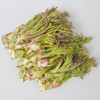 【东北新鲜刺嫩芽】东北新鲜刺嫩芽野生刺嫩芽刺龙芽刺老芽山野菜刺老包 商品缩略图3