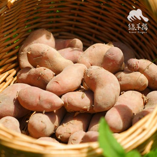 生态红皮土豆（福建，中通） | 合作生产*  Ecological red potato| Partner Production 商品图3