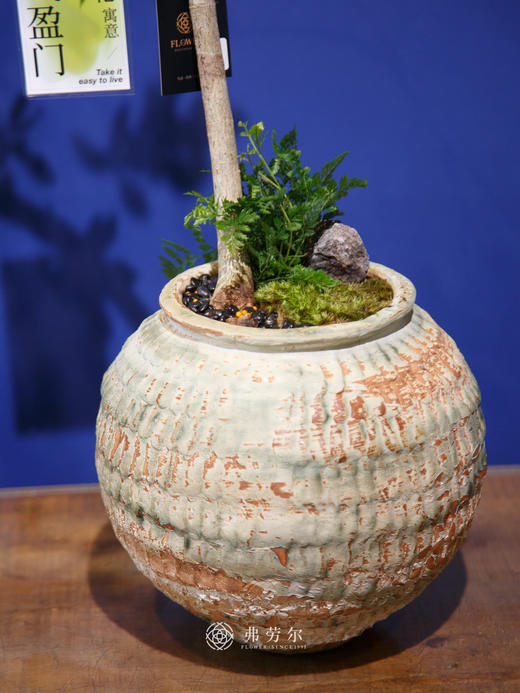 海岛栀子花⑤ 商品图2