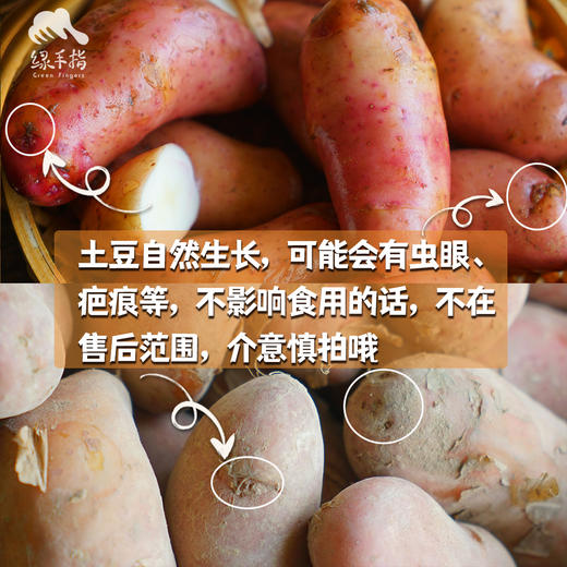 生态红皮土豆（福建，中通） | 合作生产*  Ecological red potato| Partner Production 商品图1