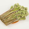 【东北新鲜蕨菜】新鲜蕨菜东北山野菜蘸酱菜 商品缩略图4