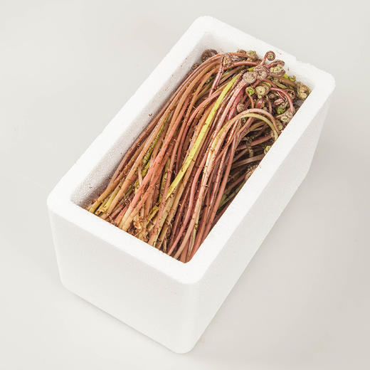 【东北新鲜猴腿菜】新鲜猴腿菜1斤东北山野菜紫蕨菜蘸酱菜 商品图2