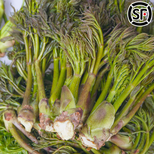 【东北新鲜刺嫩芽】东北新鲜刺嫩芽野生刺嫩芽刺龙芽刺老芽山野菜刺老包 商品图1