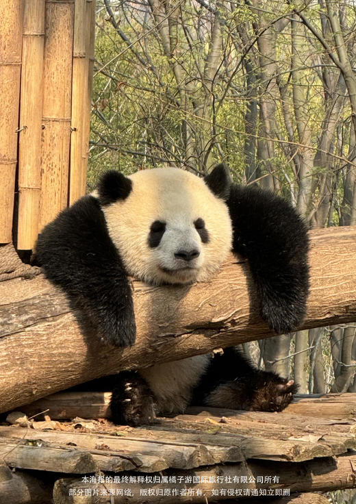 【逛吃慢生活】享受松弛的成都  5天4晚 商品图1