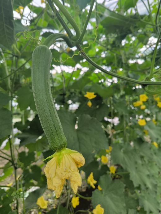 有机丝瓜| 有机种植，新鲜健康，口感鲜美，清香怡人，产地直发⭐️顺丰快递 商品图3