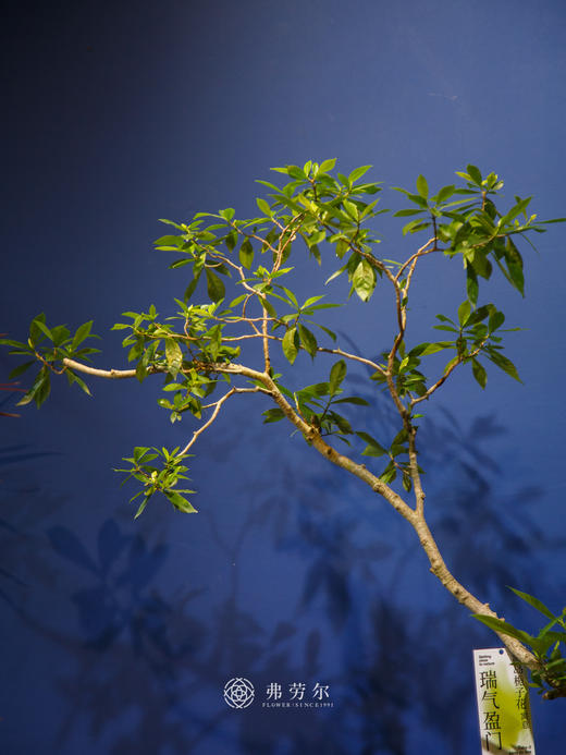 海岛栀子花③ 商品图1