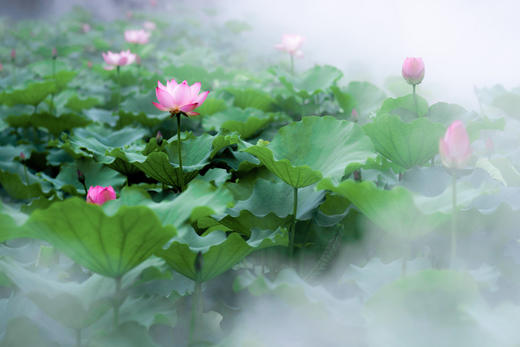 6.12/6.19佛山亚艺公园荷花+梁园古风人像一天摄影活动 商品图3