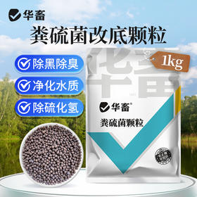 华畜粪硫菌改底颗粒水产养殖调水解毒改底地衣枯草芽孢杆菌底改王