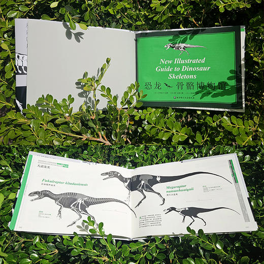 恐龙骨骼博物馆 商品图3