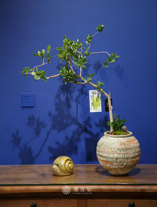 海岛栀子花⑤ 商品图0