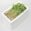 【东北新鲜大叶芹】1斤东北辽宁山野菜山芹菜 商品缩略图3