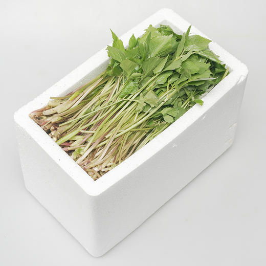 【东北新鲜大叶芹】1斤东北辽宁山野菜山芹菜 商品图3