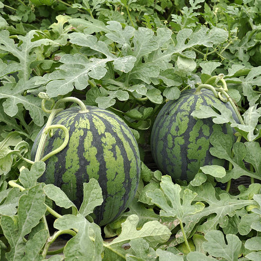 云南甘美西瓜新鲜现摘6-8斤当季水果清甜多汁 商品图0