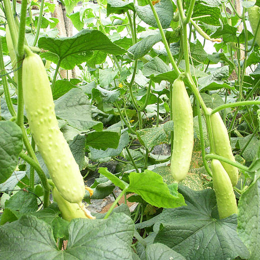 海阳白玉黄瓜4.5斤装【分仓直发，72小时发货，周末节假日不发货】 商品图5