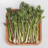 【东北新鲜苦嫩芽菜】苦龙芽菜1斤东北山野菜北升麻苦力芽苦嫩芽 商品缩略图4