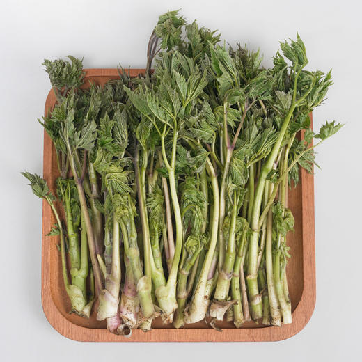 【东北新鲜苦嫩芽菜】苦龙芽菜1斤东北山野菜北升麻苦力芽苦嫩芽 商品图4