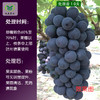葡萄着色增糖方案包   每组兑水80-100斤，可根据园区实际情况适当调整 商品缩略图4