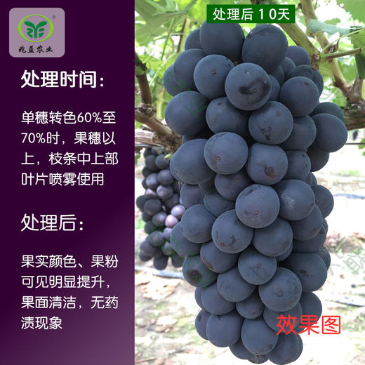 葡萄着色增糖方案包   每组兑水80-100斤，可根据园区实际情况适当调整 商品图4