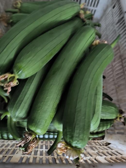 有机丝瓜| 有机种植，新鲜健康，口感鲜美，清香怡人，产地直发⭐️顺丰快递 商品图1