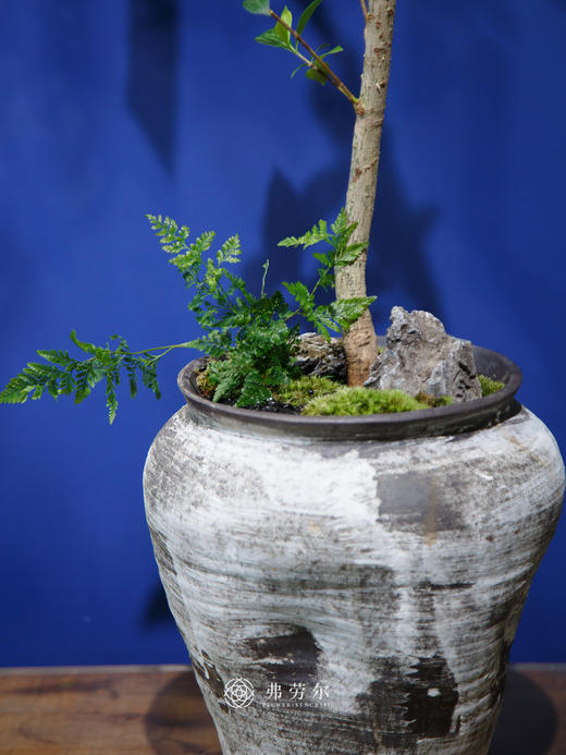 海岛栀子花② 商品图2