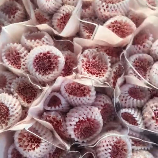 大丽花，粉桃子 商品图0