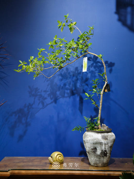 海岛栀子花② 商品图0