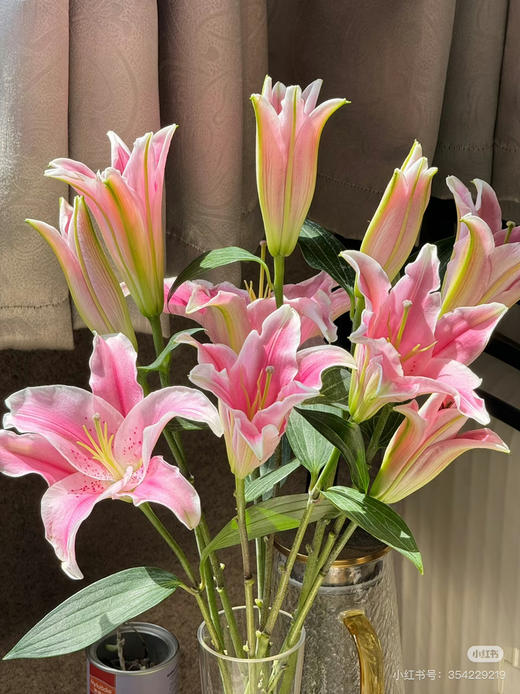 预售15号到货索尔邦百合 双头一扎5支。10个花苞。长60厘米 开放度2-3度。 商品图1