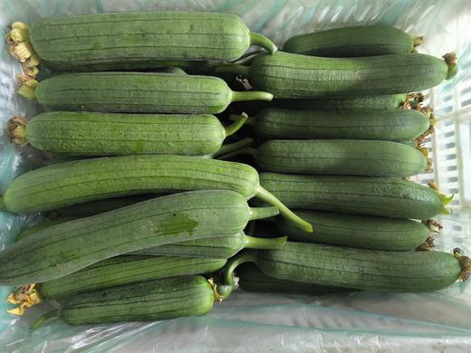 有机丝瓜| 有机种植，新鲜健康，口感鲜美，清香怡人，产地直发⭐️顺丰快递 商品图0