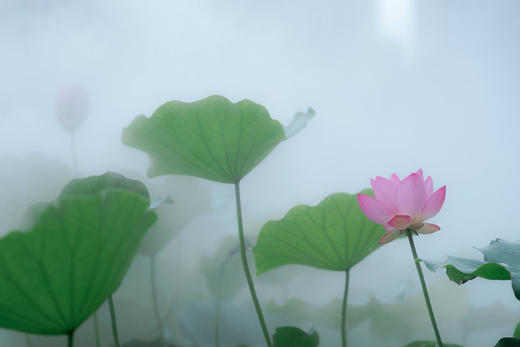 6.12/6.19佛山亚艺公园荷花+梁园古风人像一天摄影活动 商品图4