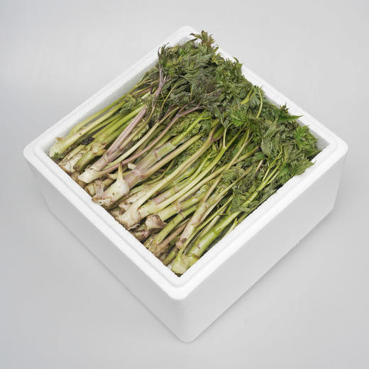 【东北新鲜苦嫩芽菜】苦龙芽菜1斤东北山野菜北升麻苦力芽苦嫩芽 商品图2