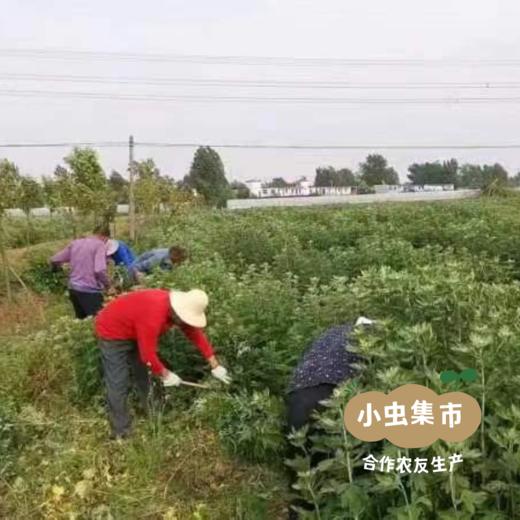 南阳艾条 | 合作农友生产，产自河南南阳，生产者：庄敏 *【公平贸易农人定价】 商品图7