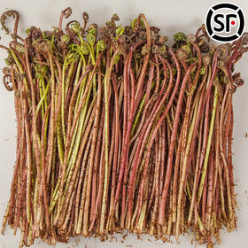 【东北新鲜猴腿菜】新鲜猴腿菜1斤东北山野菜紫蕨菜蘸酱菜